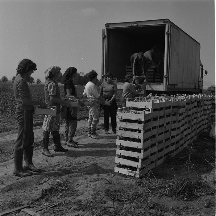 minerva_agricultura_1_c9r3_012