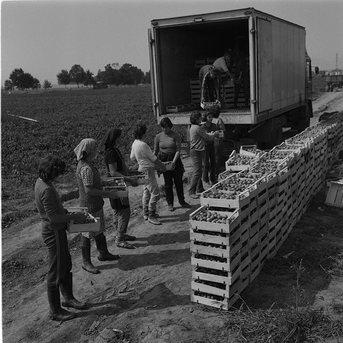 minerva_agricultura_1_c9r3_013