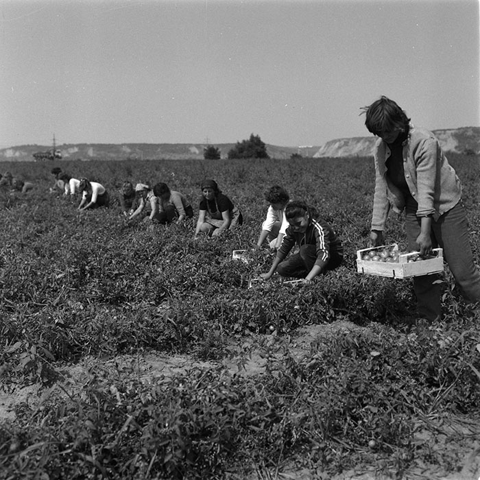 minerva_agricultura_1_c9r3_014