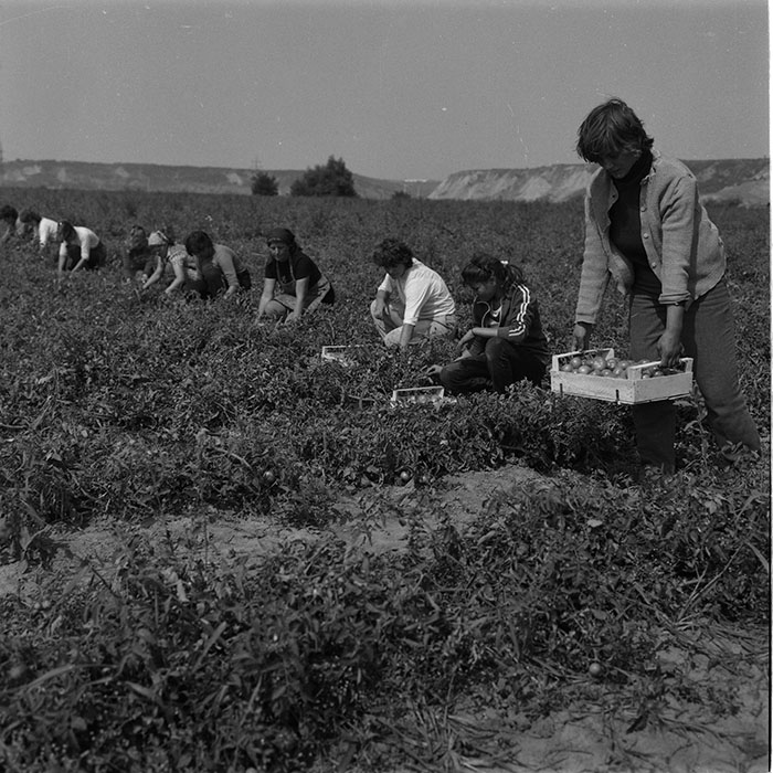minerva_agricultura_1_c9r3_015