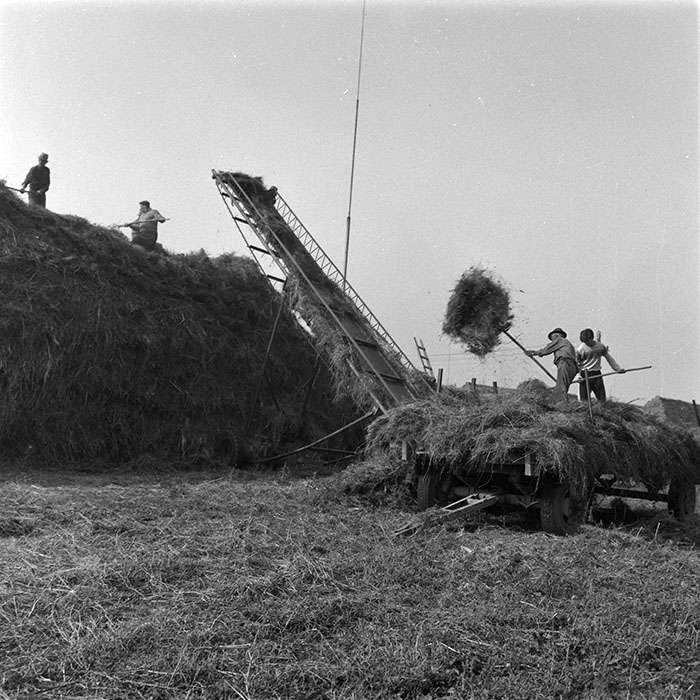 minerva_agricultura_1_c9r4_003