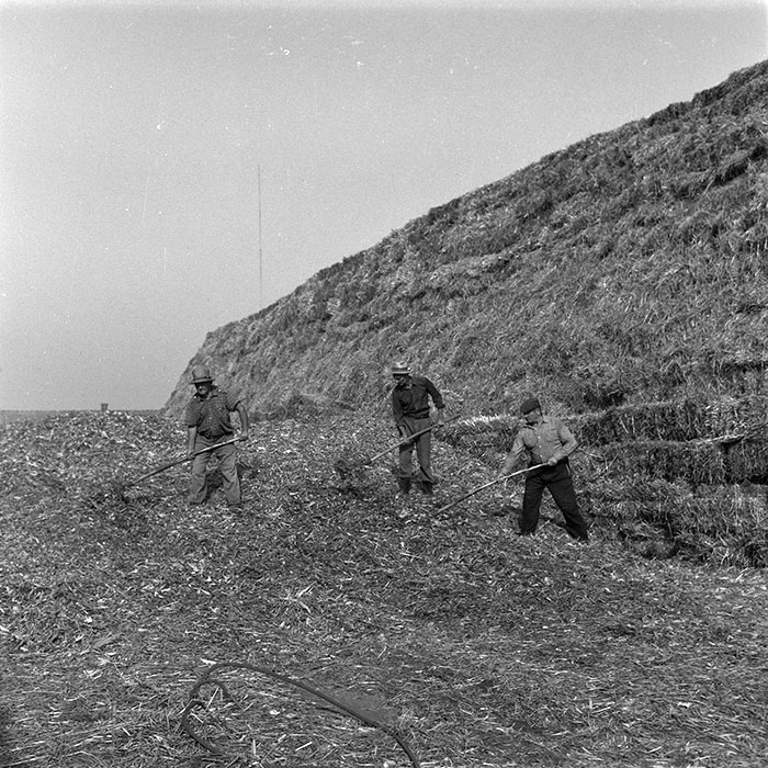 minerva_agricultura_1_c9r4_006