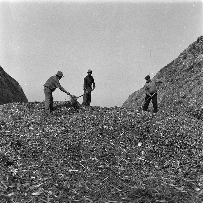 minerva_agricultura_1_c9r4_007