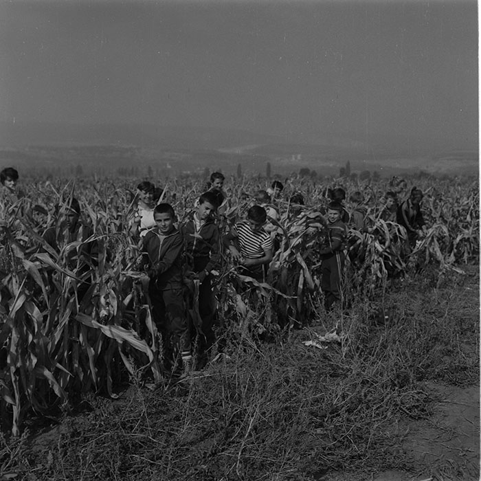 minerva_agricultura_1_c9r5_004