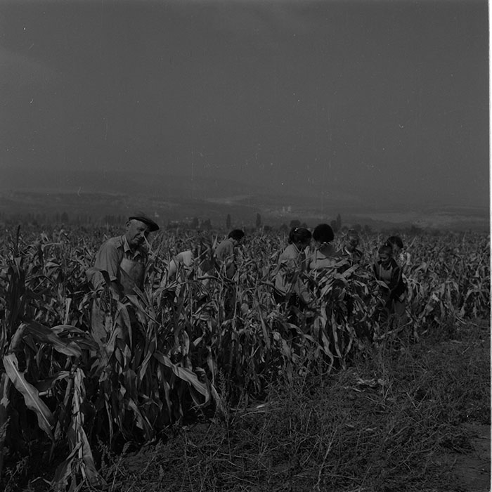 minerva_agricultura_1_c9r5_005