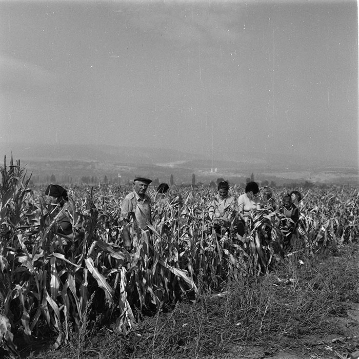 minerva_agricultura_1_c9r5_006