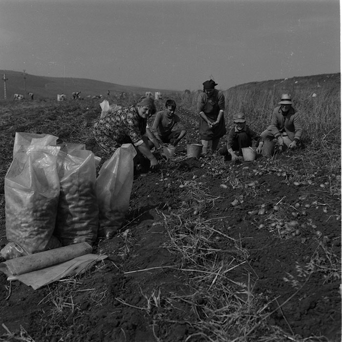 minerva_agricultura_1_c9r5_009