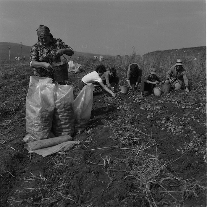 minerva_agricultura_1_c9r5_010