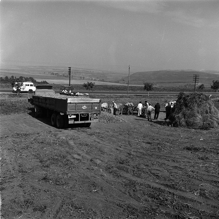 minerva_agricultura_1_c9r5_015