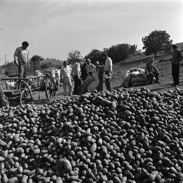 minerva_agricultura_1_c9r5_021