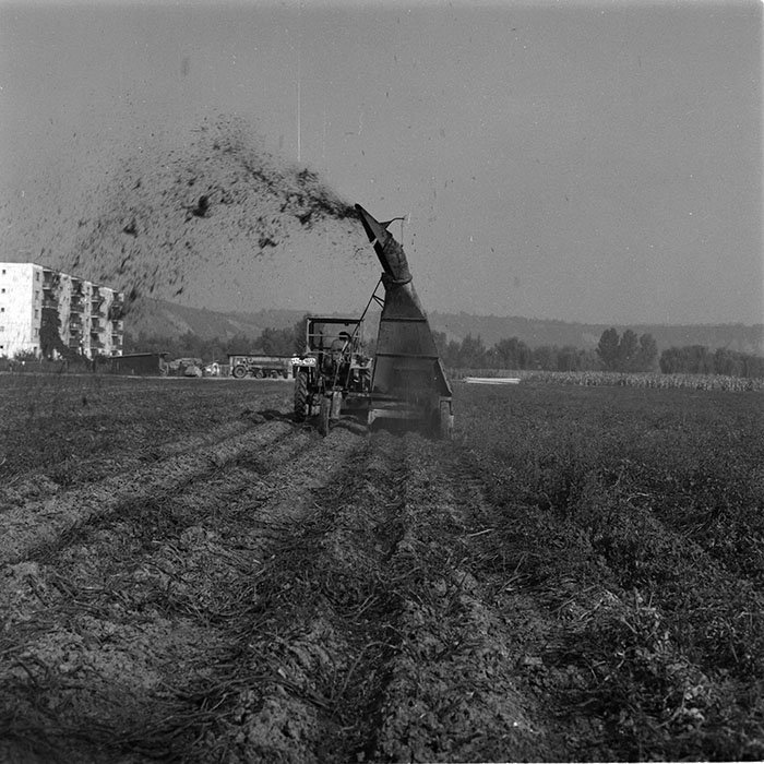 minerva_agricultura_1_c9r5_026