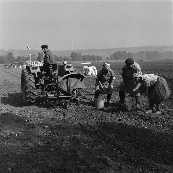 minerva_agricultura_1_c9r5_032