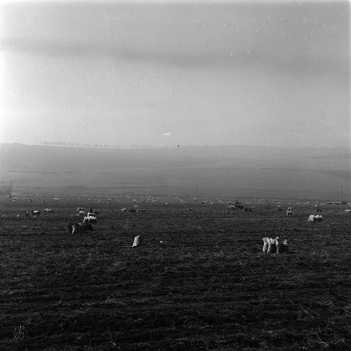 minerva_agricultura_1_c9r5_033