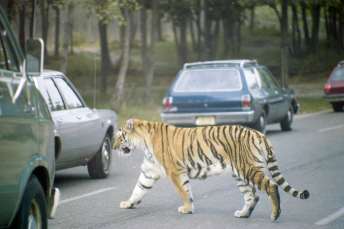 minerva_deak_f_C4_s2_127_great_adventure_boston_016