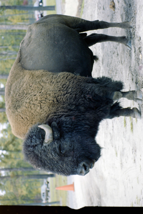 minerva_deak_f_C4_s2_127_great_adventure_boston_024