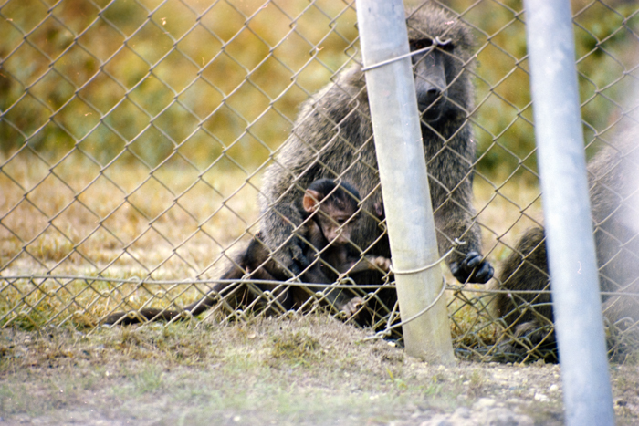 minerva_deak_f_C4_s2_127_great_adventure_boston_025