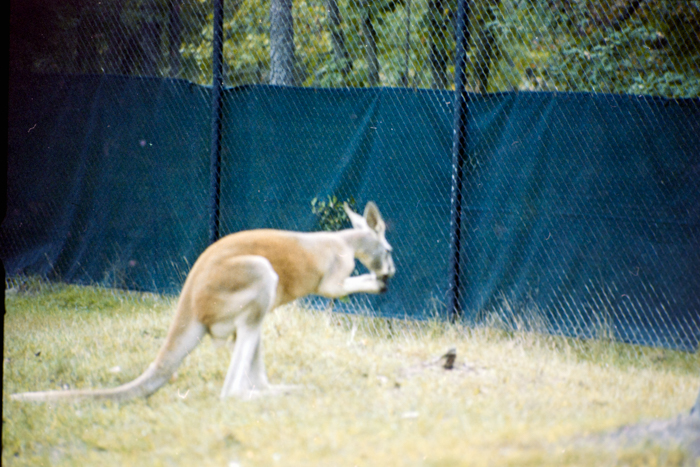 minerva_deak_f_C4_s2_127_great_adventure_boston_039