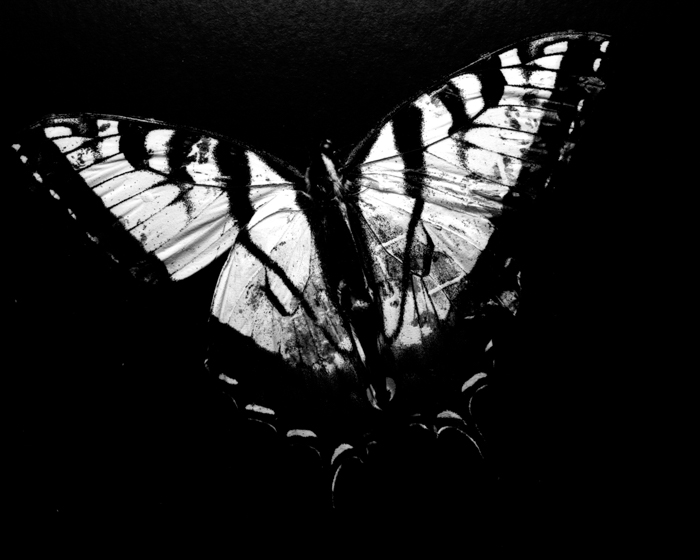 minerva_deak_f_c13_470_001