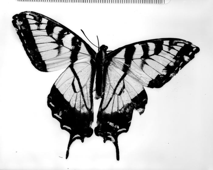 minerva_deak_f_c13_471_001