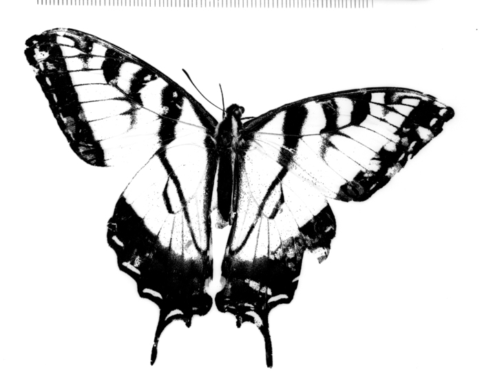 minerva_deak_f_c13_471_002