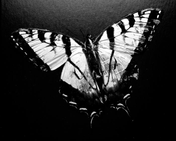 minerva_deak_f_c13_472_001