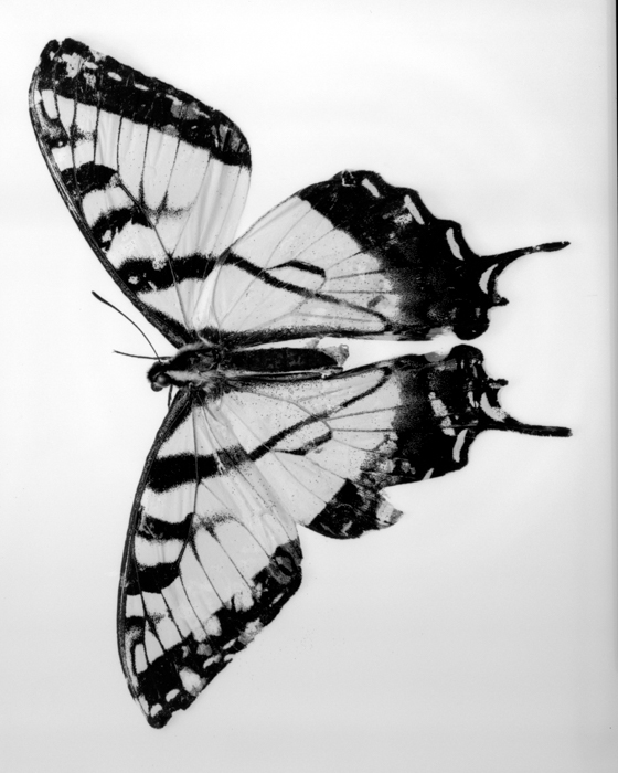 minerva_deak_f_c13_474-0005