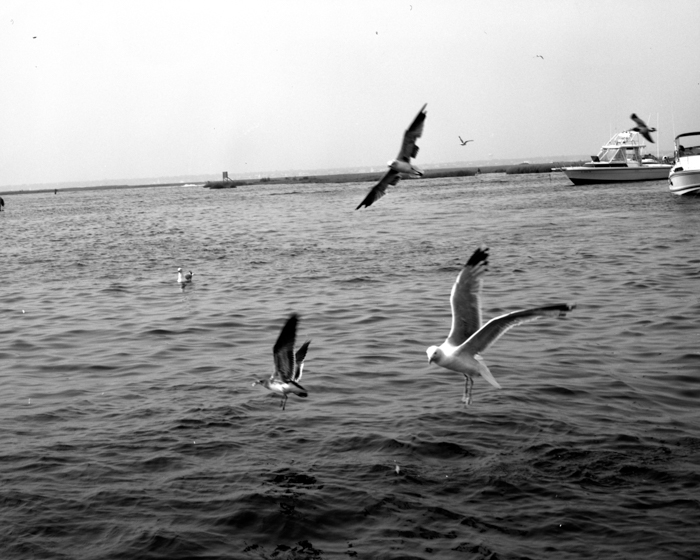 minerva_deak_f_c13_499-514-0014