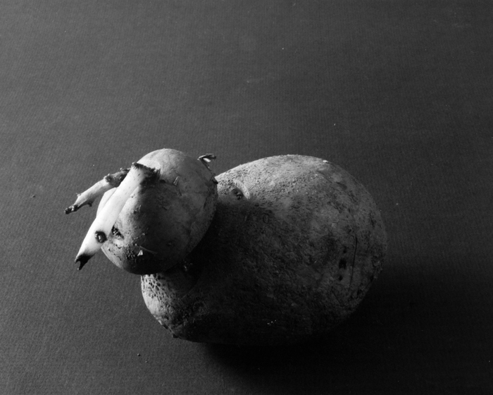 minerva_deak_f_c15_518-002