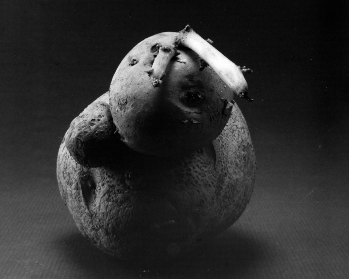 minerva_deak_f_c15_518-005