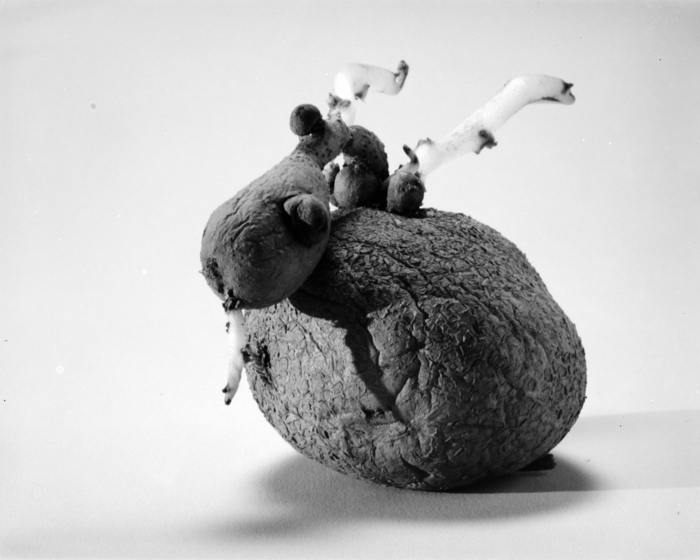 minerva_deak_f_c15_518-010