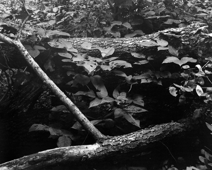 minerva_deak_f_c15_534-003