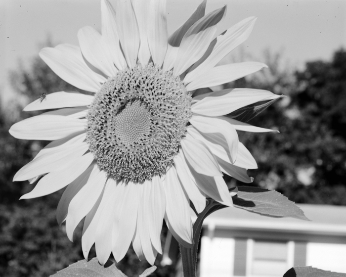 minerva_deak_f_c15_535-001