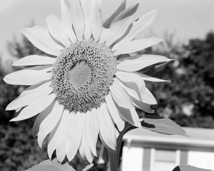 minerva_deak_f_c15_535-002