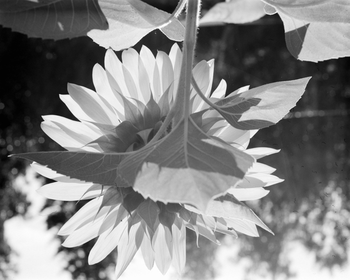 minerva_deak_f_c15_536-003