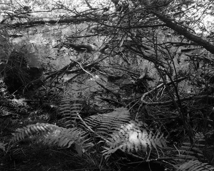 minerva_deak_f_c15_562-001