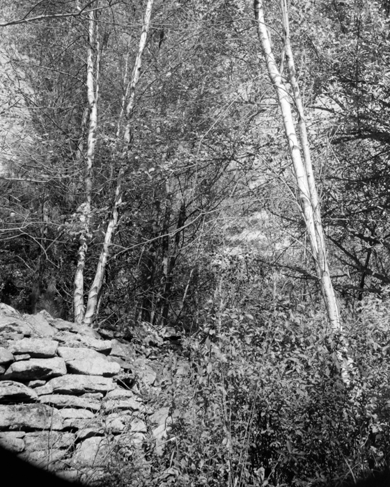 minerva_deak_f_c15_564-002