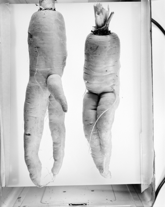 minerva_deak_f_c18-012