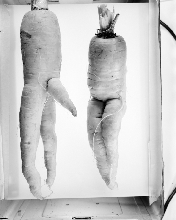 minerva_deak_f_c18-016