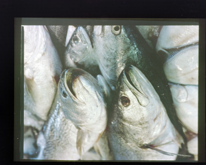 minerva_deak_f_c18-051