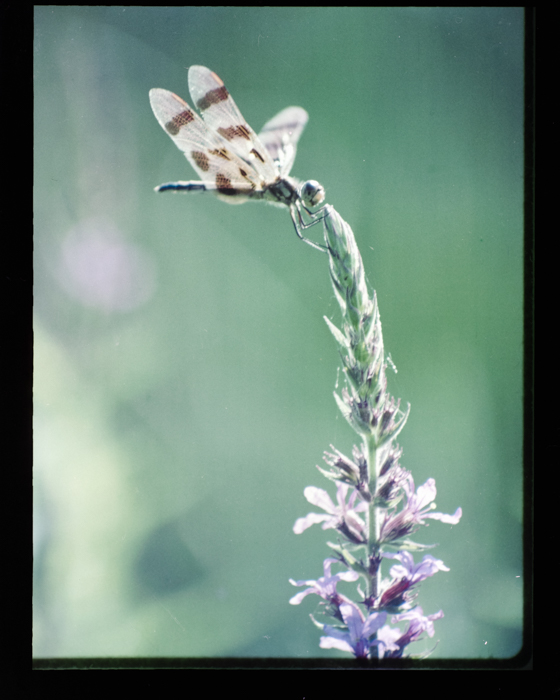 minerva_deak_f_c18-060