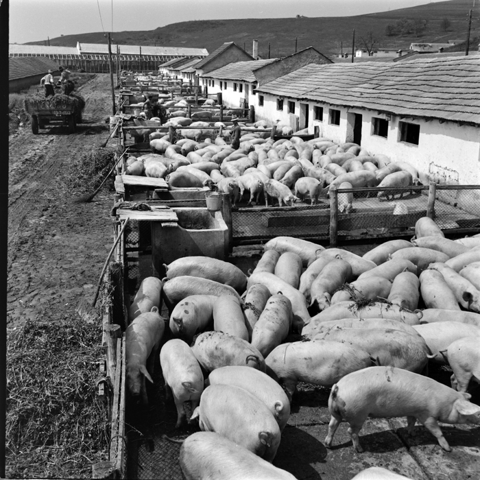 minerva_deak_f_c1_agrar-016