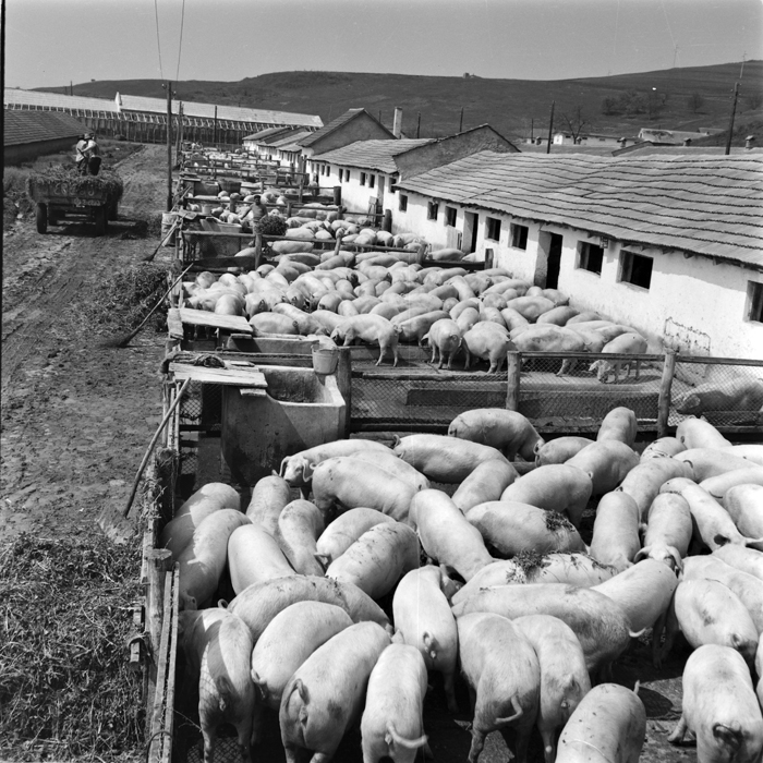 minerva_deak_f_c1_agrar-017