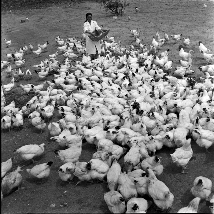 minerva_deak_f_c1_agrar-019