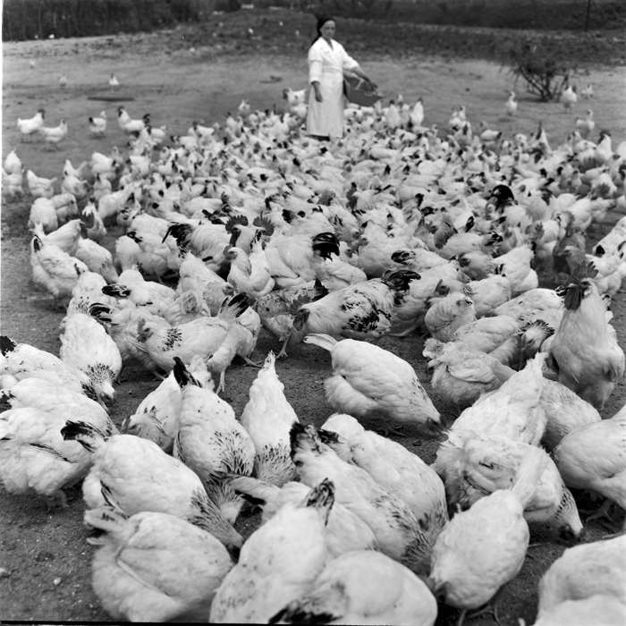 minerva_deak_f_c1_agrar-032