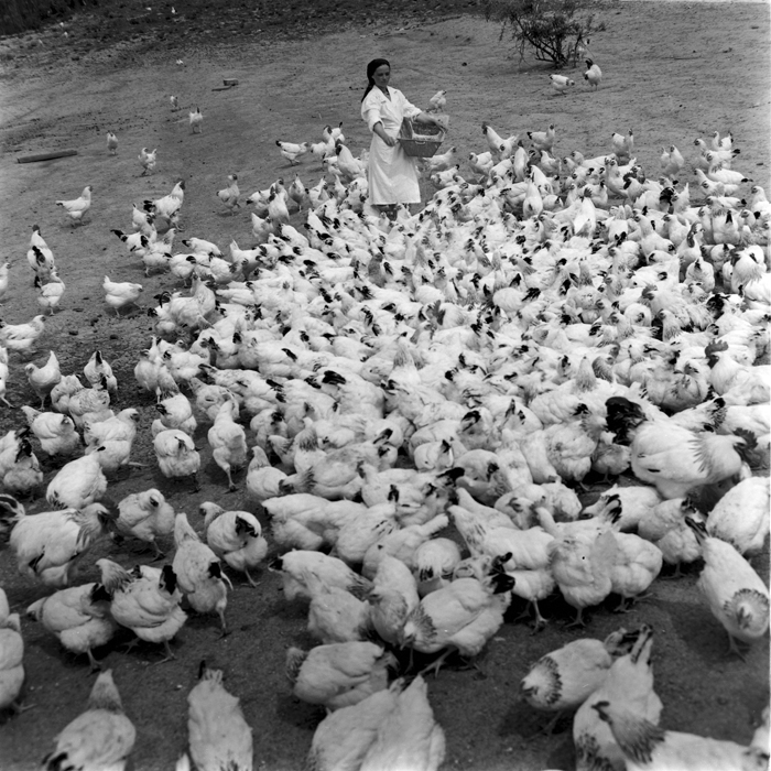 minerva_deak_f_c1_agrar-033