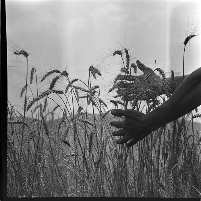 minerva_deak_f_c1_agrar-038