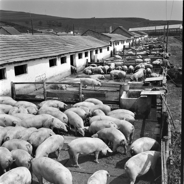 minerva_deak_f_c1_agrar-039