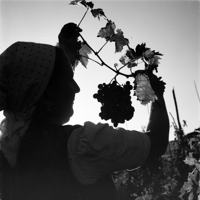 minerva_deak_f_c1_agrar-040