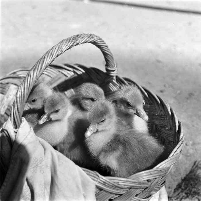 minerva_deak_f_c1_agrar-049