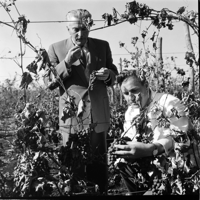 minerva_deak_f_c1_agrar-066